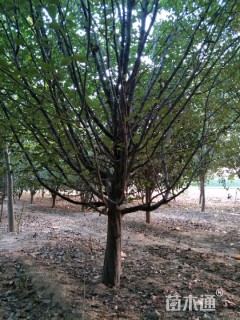 15公分木瓜海棠