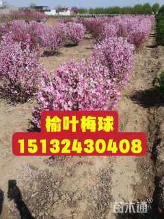 冠幅150厘米榆叶梅球