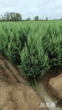 高度160厘米塔柏