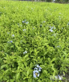 高度30厘米蓝雪花