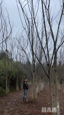 45公分丛生栾树