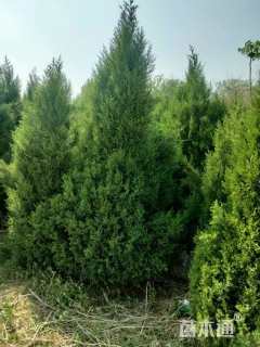 高度160厘米塔柏