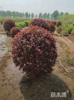 高度150厘米红叶李球