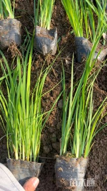 高度20厘米马兰头