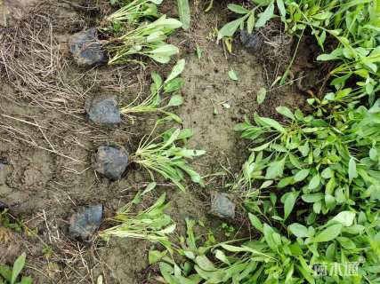 高度10厘米大花金鸡菊