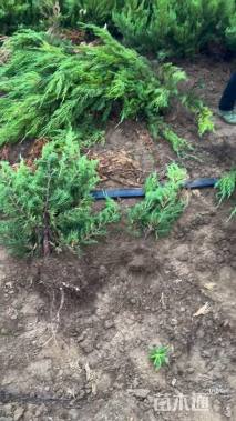 高度50厘米龙柏