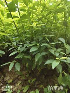 高度80厘米连翘