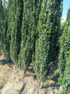 高度100厘米直立冬青