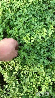 高度10厘米醉蝶花