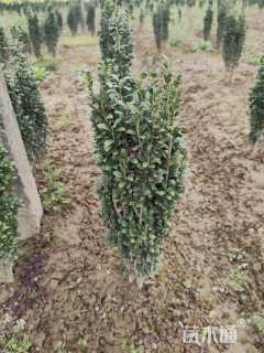 高度20厘米直立冬青