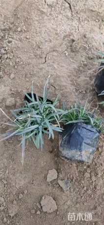 高度15厘米地被石竹