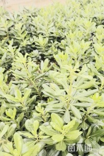 高度30厘米海桐小苗