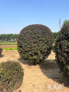 高度250厘米密枝红叶李球
