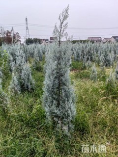 高度155厘米蓝冰柏