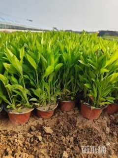 高度30厘米假龙头