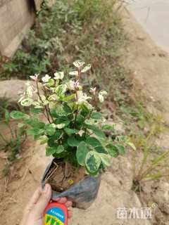 高度10厘米白雪木