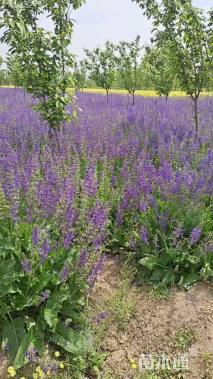 高度10厘米鼠尾草