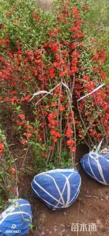 高度150厘米贴梗海棠