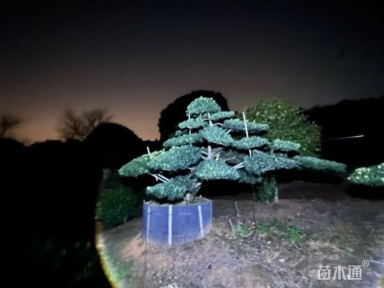 容器苗造型罗汉松