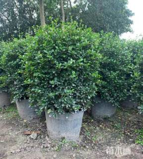 高度40厘米福建茶