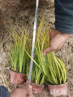 高度25厘米金叶石菖蒲