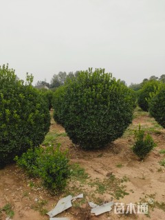 冠幅200厘米大叶黄杨球