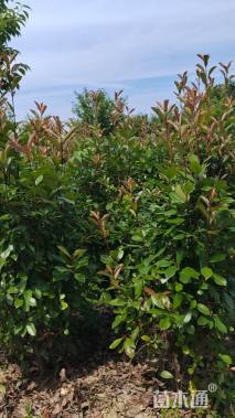 高度220厘米红叶石楠柱