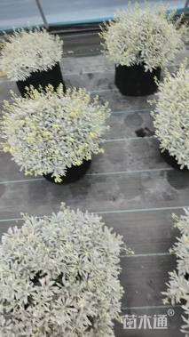 高度15厘米芙蓉菊