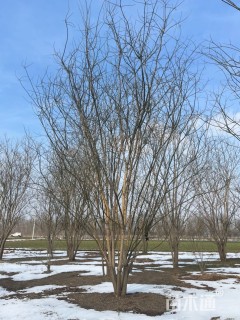 高度600厘米丛生国槐