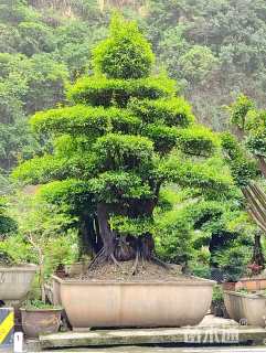 35公分造型金弹子