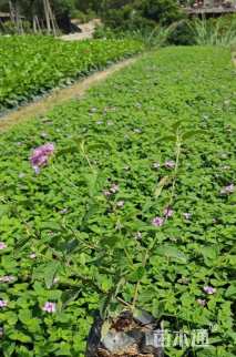 高度25厘米紫花马樱丹