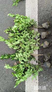 高度40厘米金森女贞