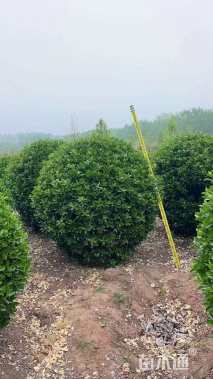 冠幅120厘米卫矛球