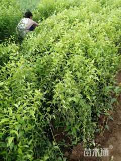 高度80厘米棣棠