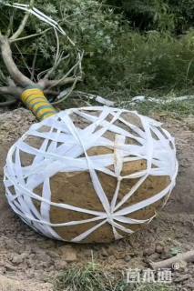 12公分中国红枫