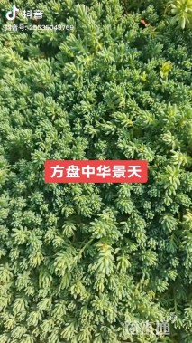 高度10厘米中华景天