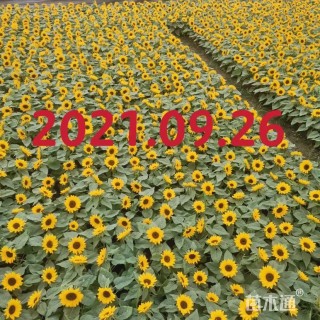 高度30厘米向日葵