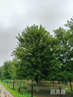 20公分美国红枫