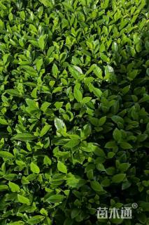 高度20厘米大叶栀子