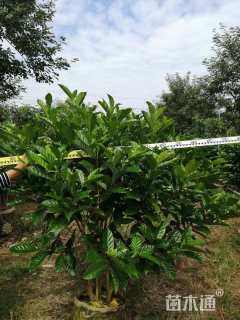 高度140厘米狗牙花