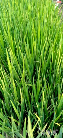 高度20厘米燕尾草