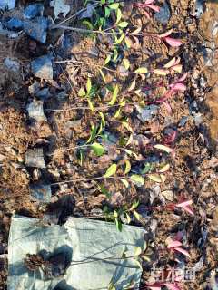 0.5公分红叶石楠