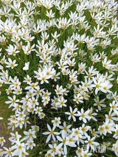 高度20厘米葱兰