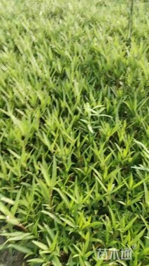 高度30厘米翠芦莉