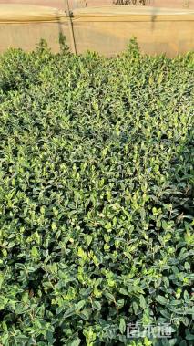 高度25厘米金丝桃