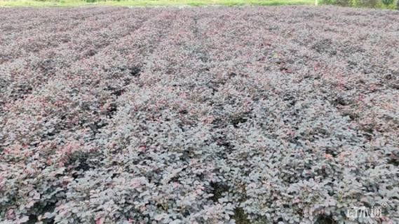 高度30厘米红花继木