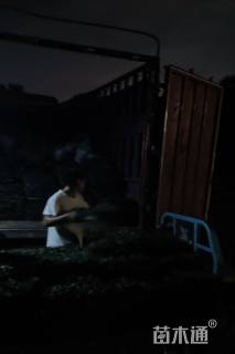 高度200厘米菊花