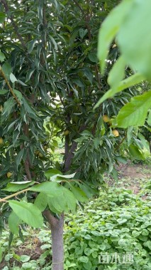 高度350厘米李子树