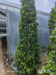 3公分复羽叶栾树