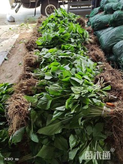 高度20厘米紫花玉簪